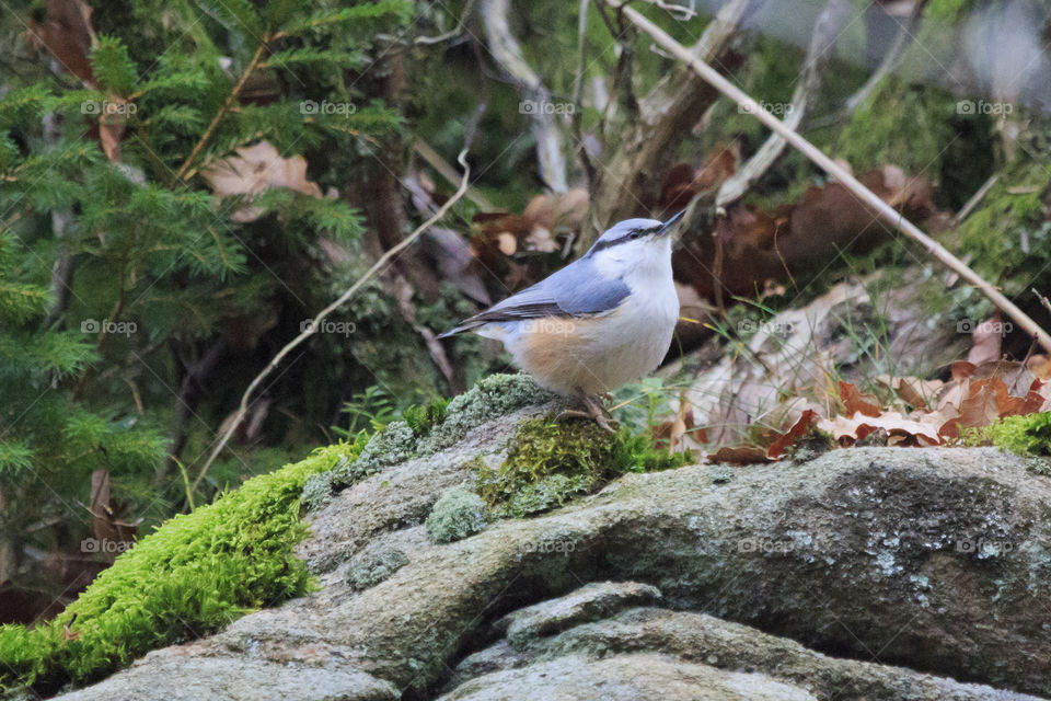 Small bird on a stone in the forest - Nuthatch - nötväcka 