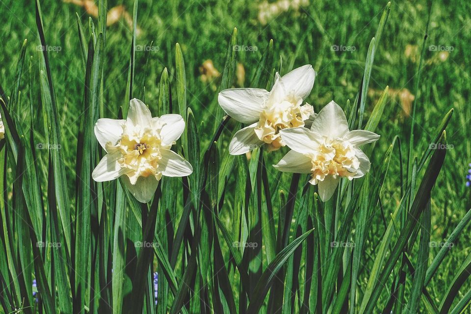 Daffodils 