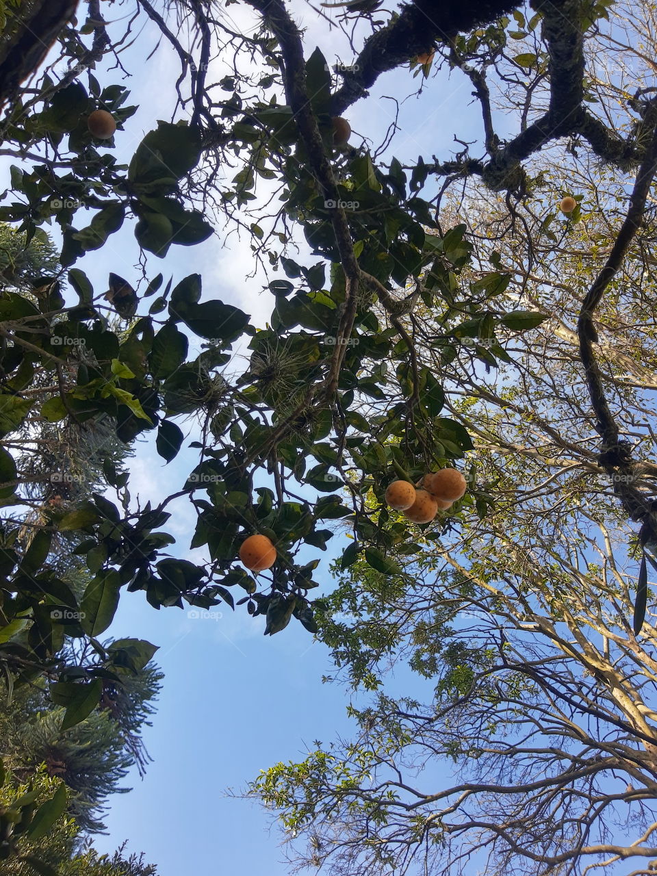 Orange tree