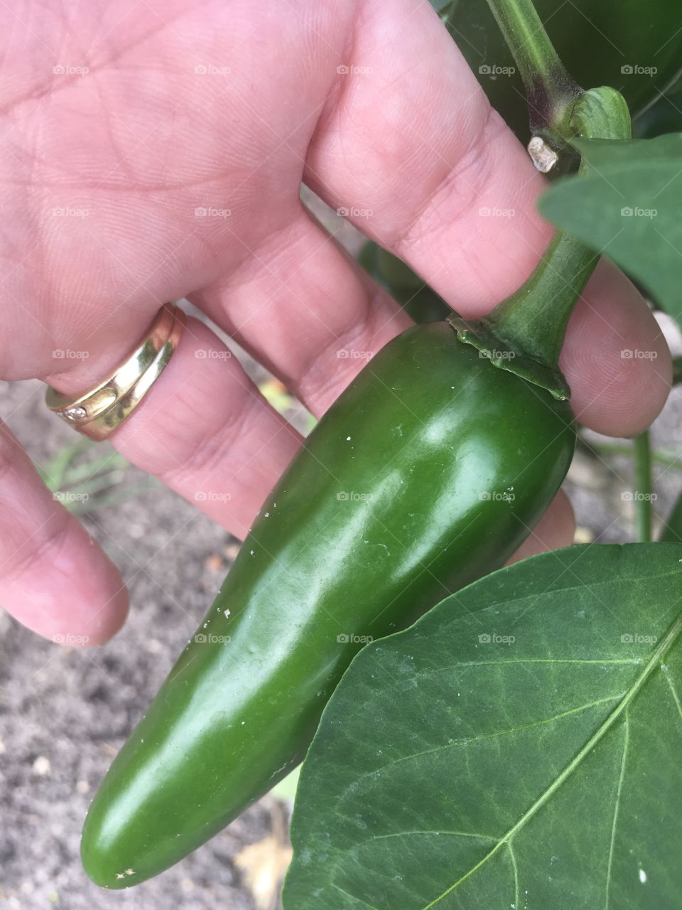 Hand picked home grown green peppers 
