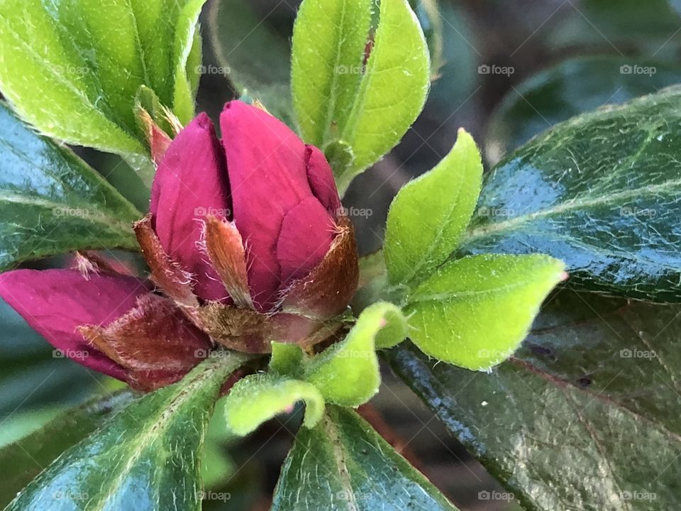 Azalea buds