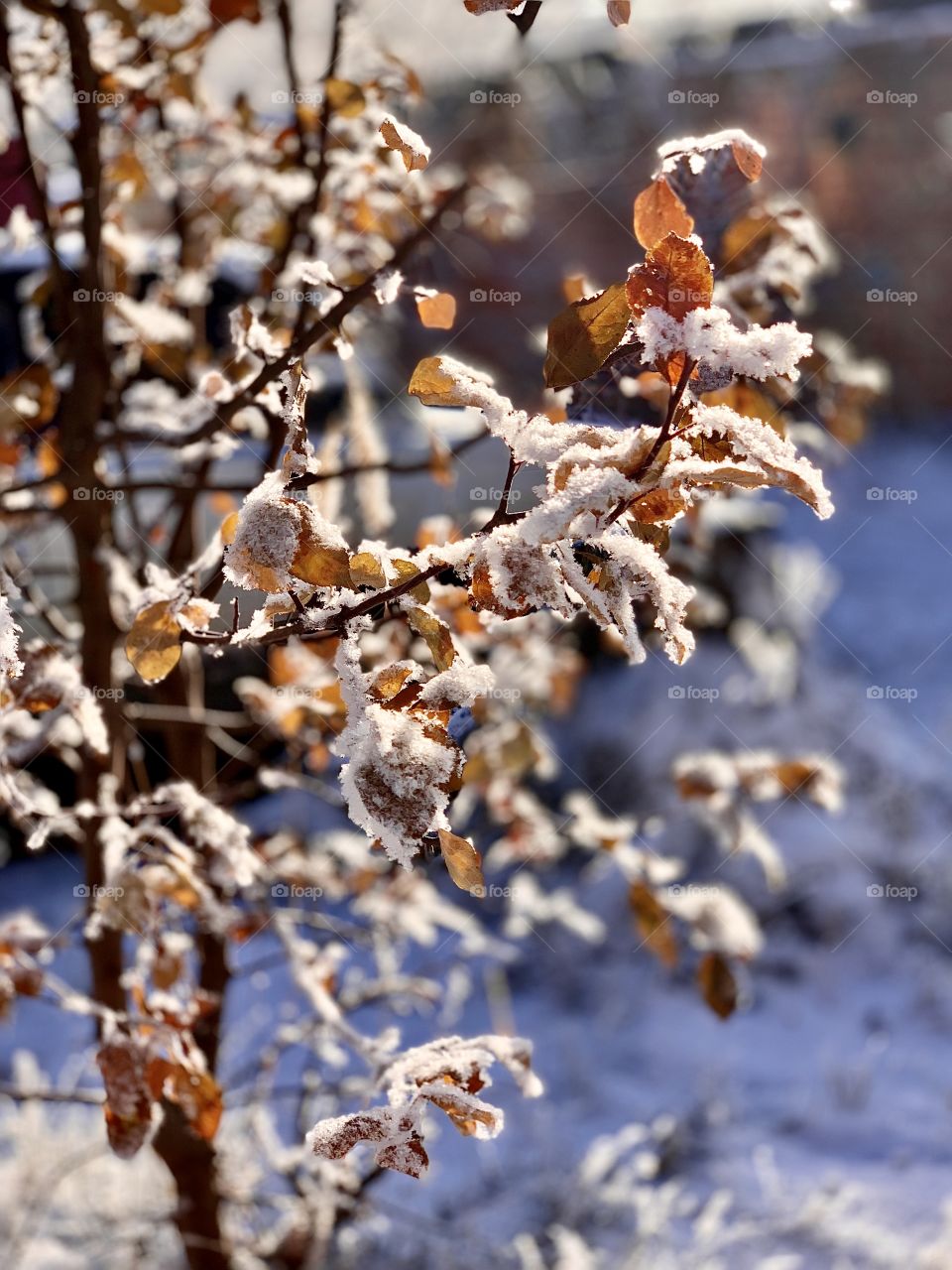 The first snow fell. Tree branches with dried leaves are covered with hoarfrost.