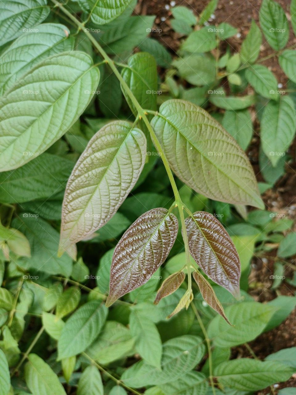 Full Time Green Leaf