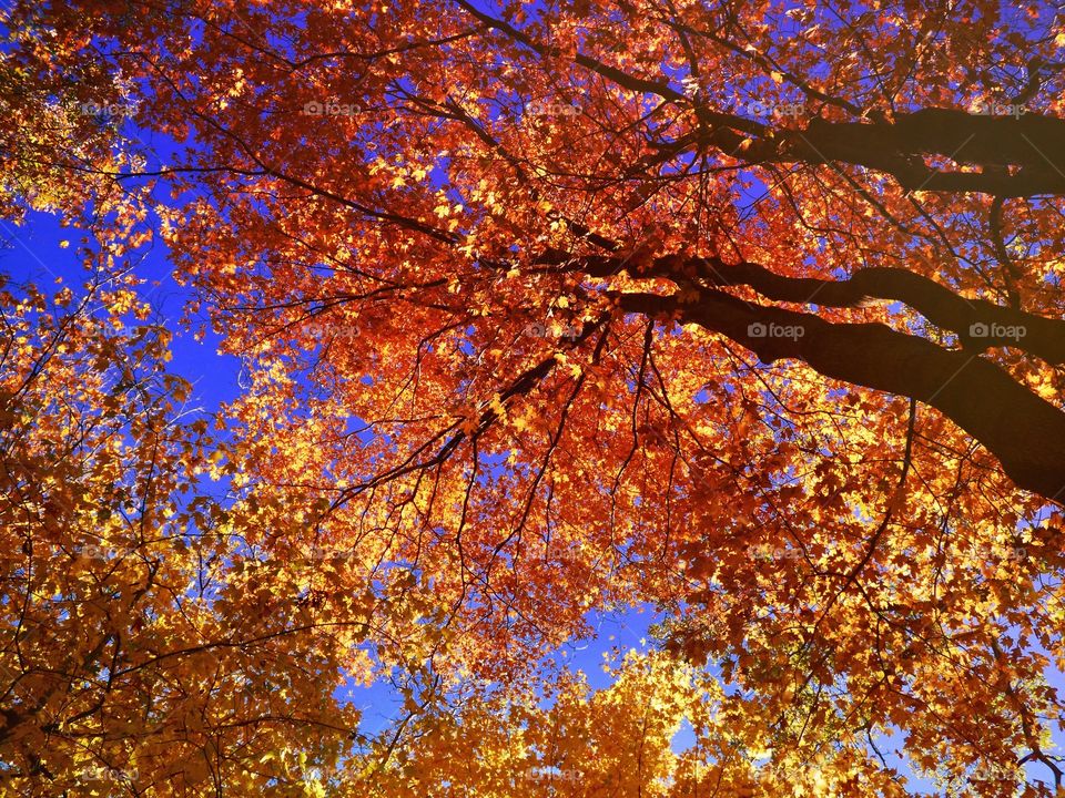 Fall trees from below