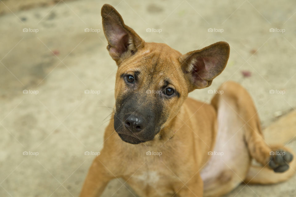 Cute puppy dog. looking at me