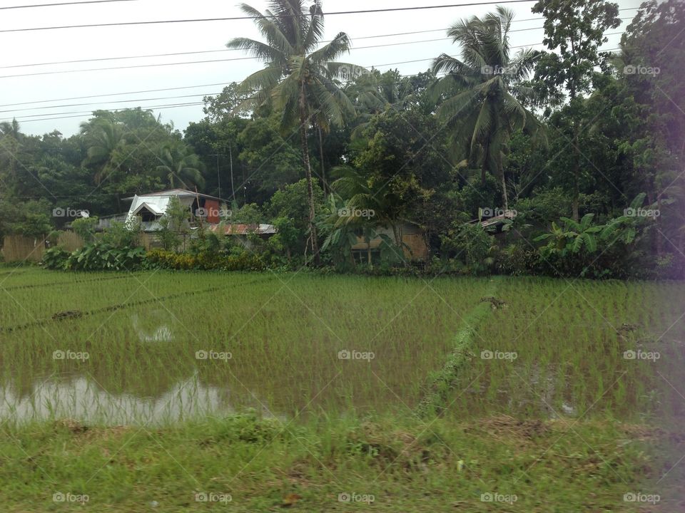 Agriculture, Water, Tree, No Person, Environment