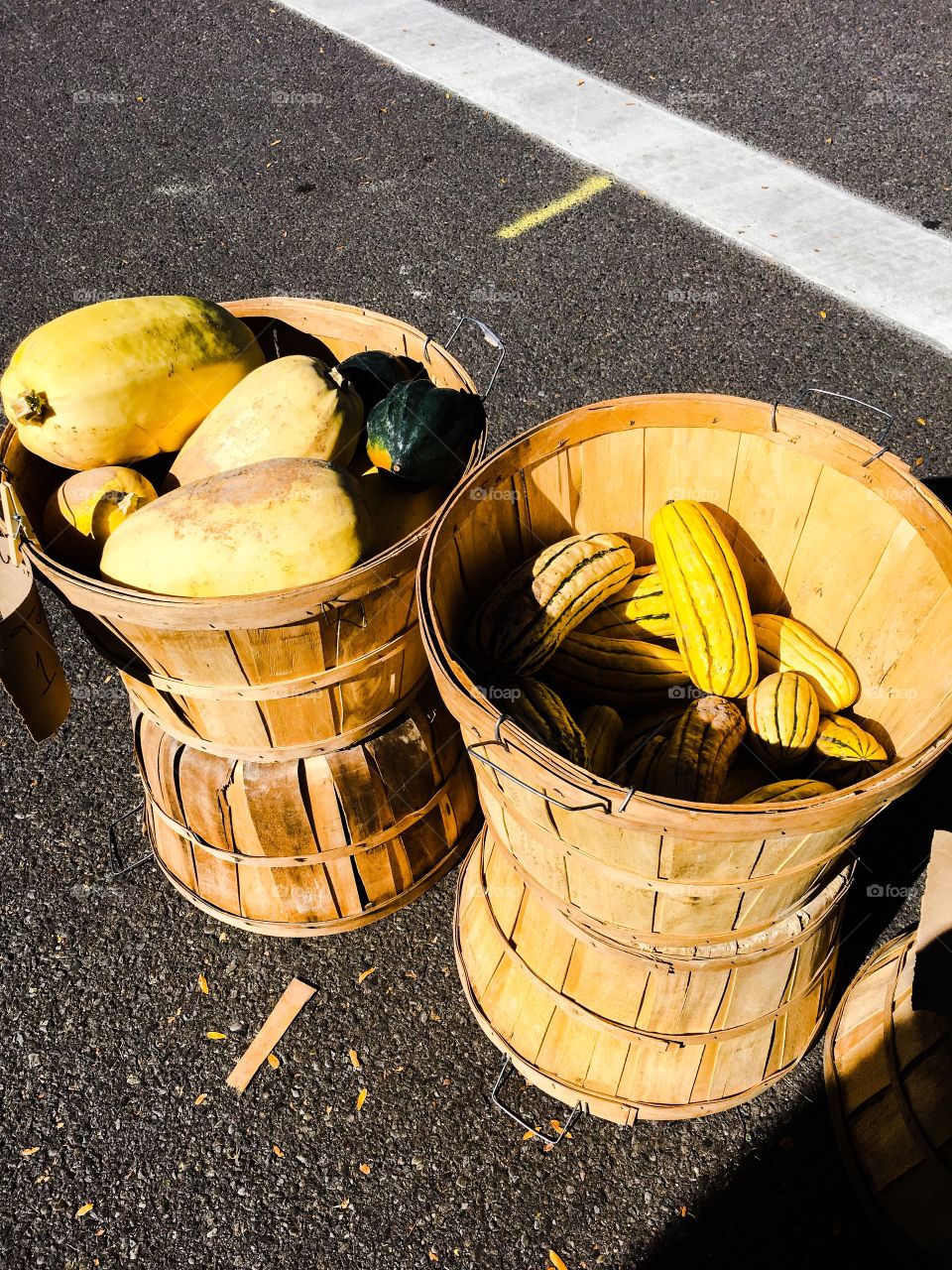 Squash harvest 