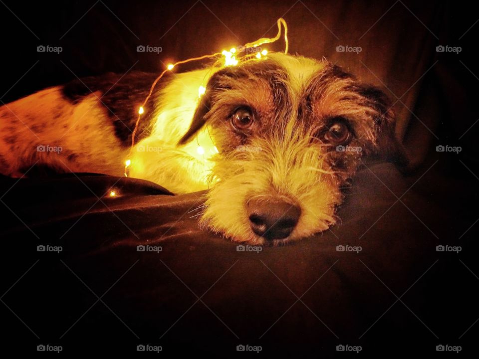 Cute Christmas dog