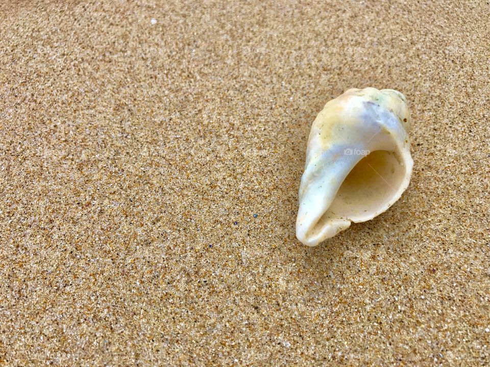 One of the beautiful seashells on Surf Beach, Philip Island 