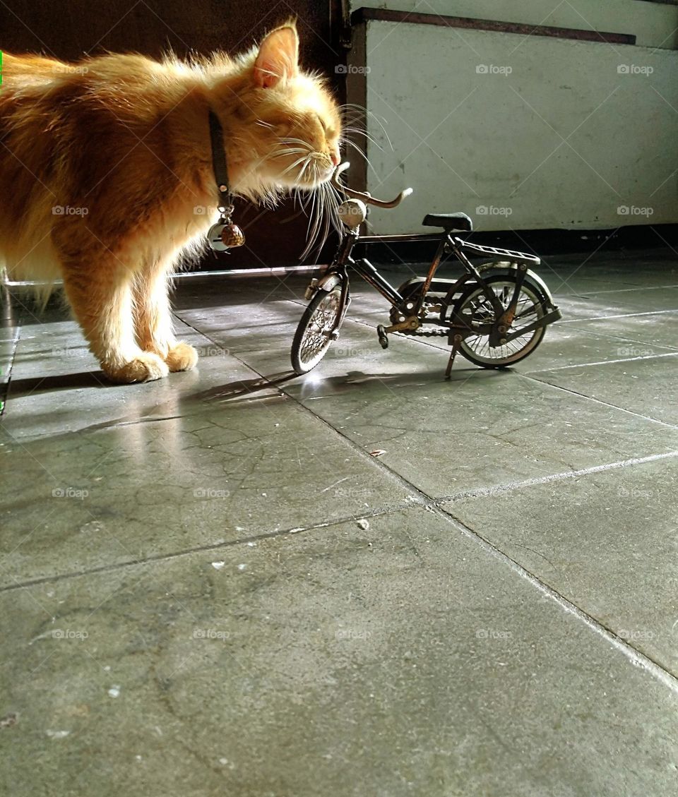 The world of liliput