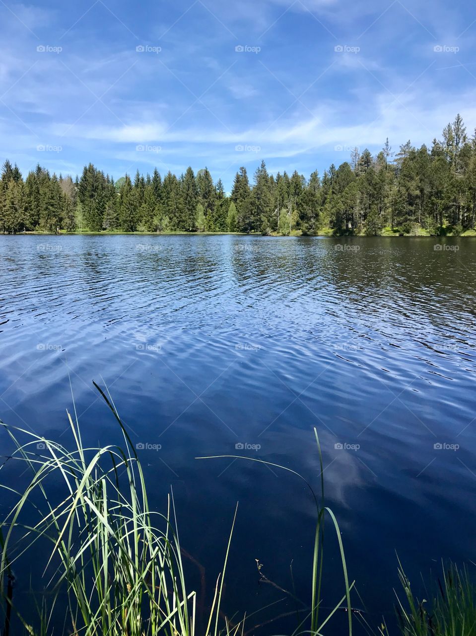 Étang de la Gruère