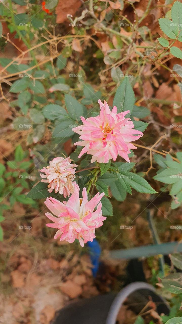 Its colors are bright