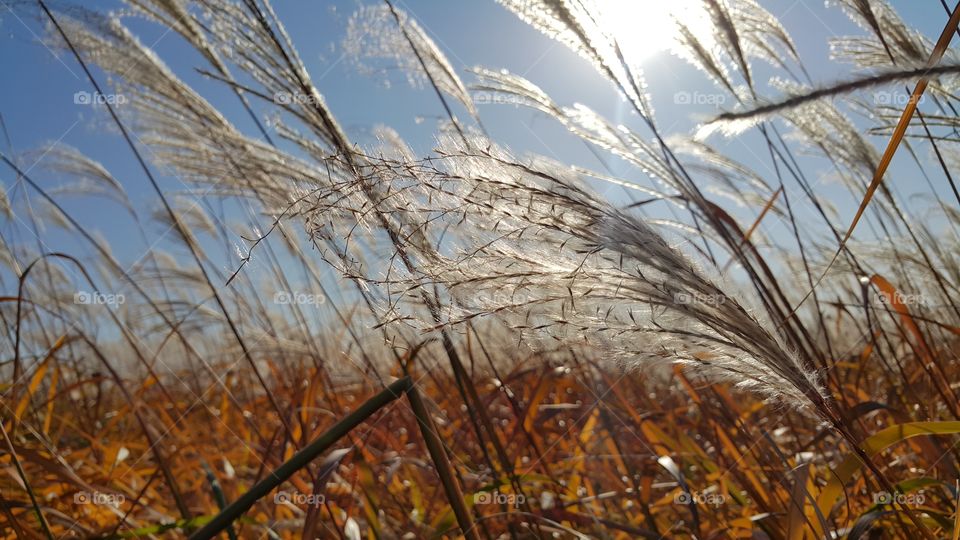 Miscanthus in the wind