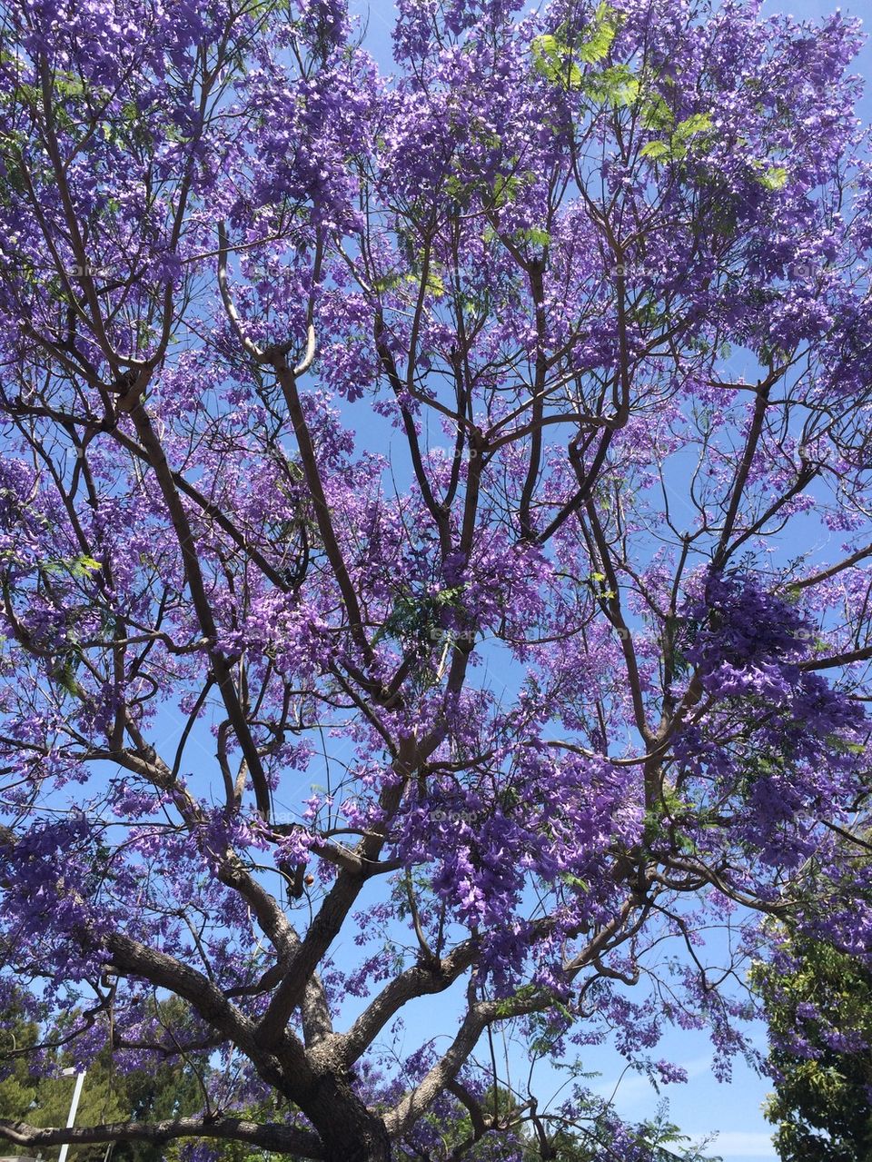 Jacaranda tree