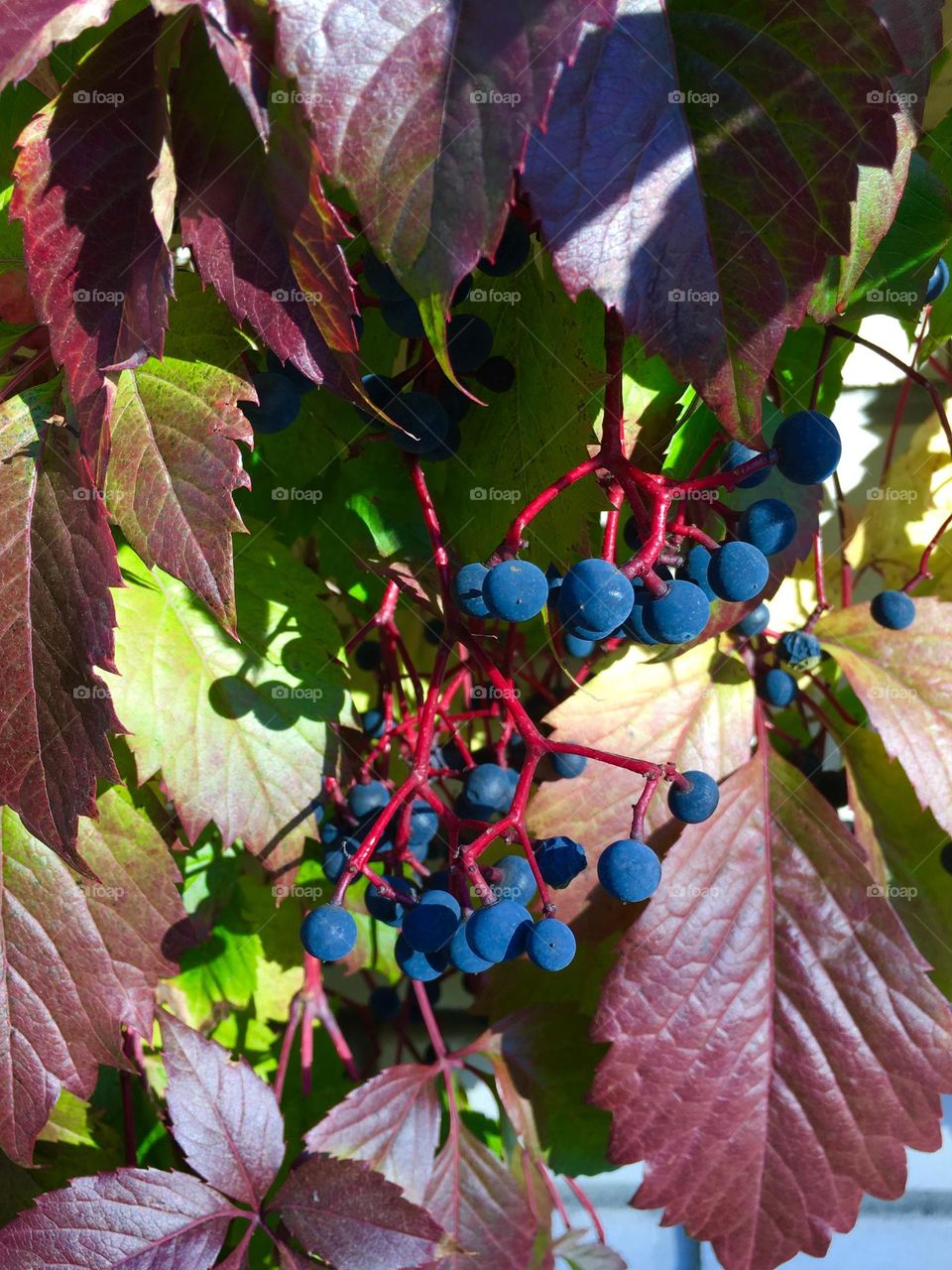 Colorful grape 