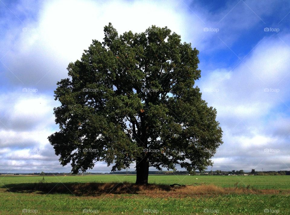 A lone tree 🌳