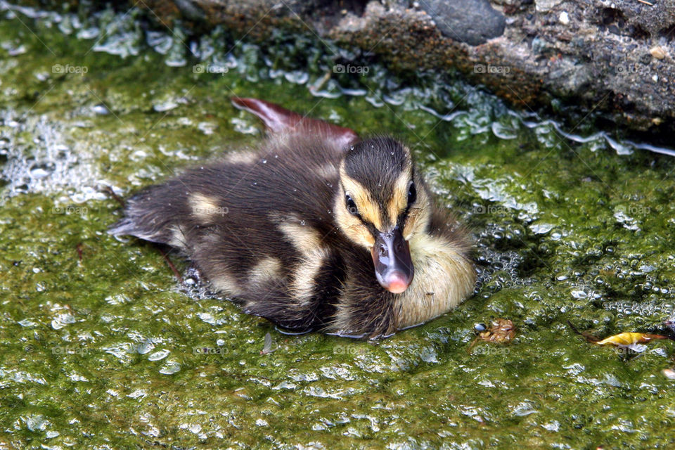 baby lost duck sludge by habitforming