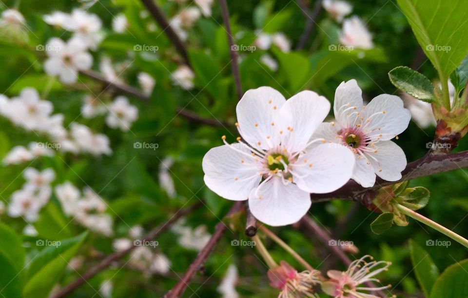 Cherry blossom blooming on branch