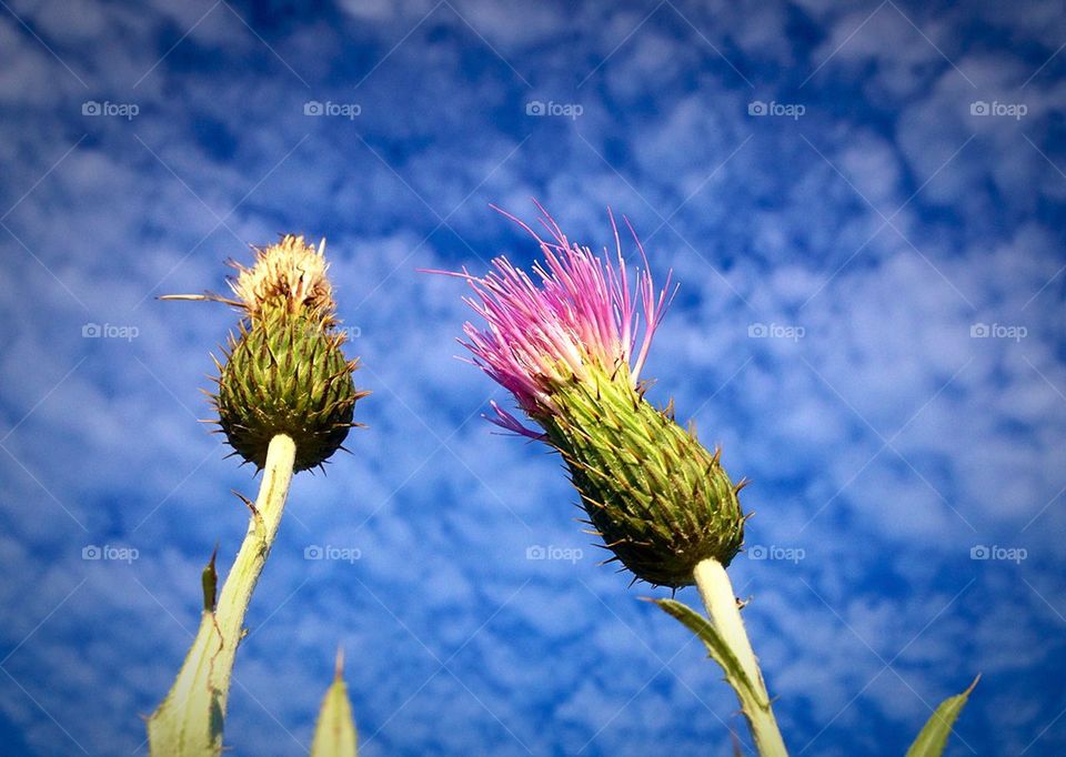 Reaching for the sky