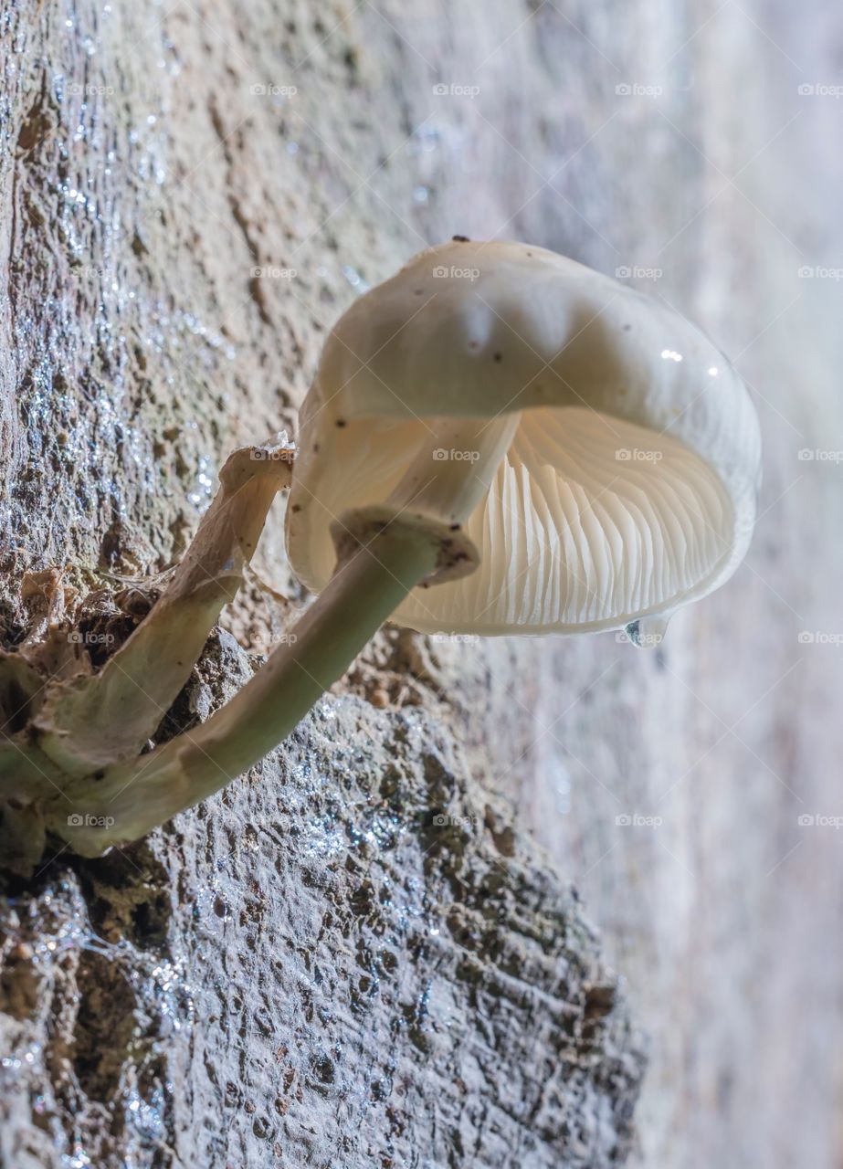 Porcelain Mushroom on a tree