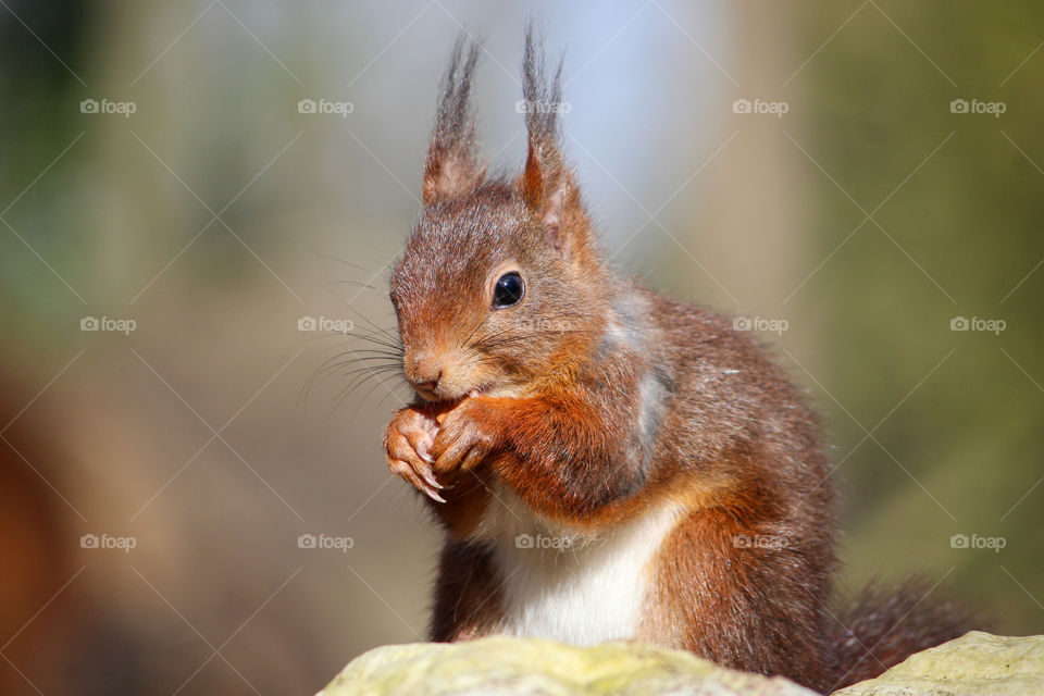 Squirrel eating!
