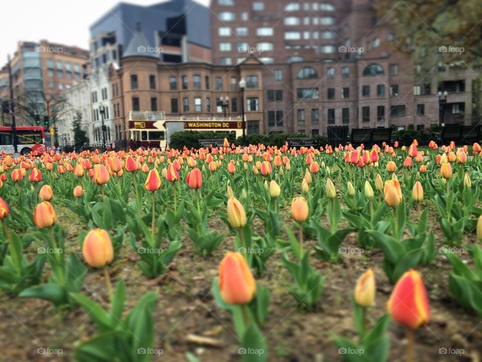 DC Tulips