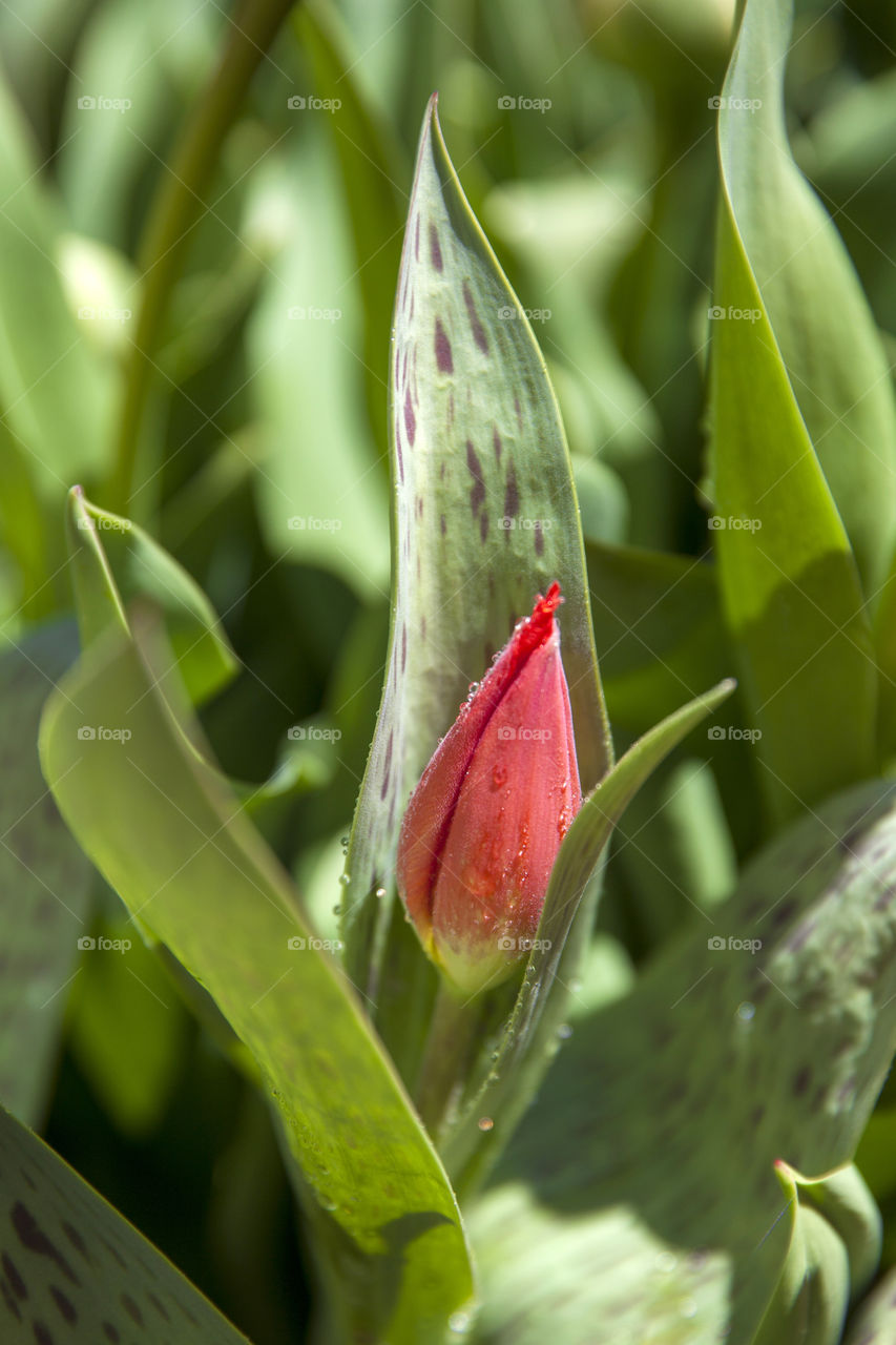 Young fresh tulip bud in spring