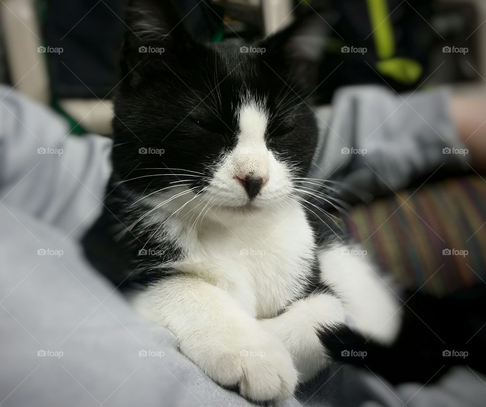 Black and White Kitten Sleeping