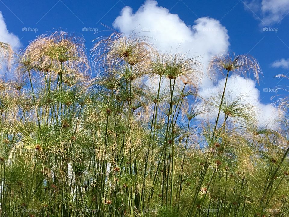 Sky and plants 