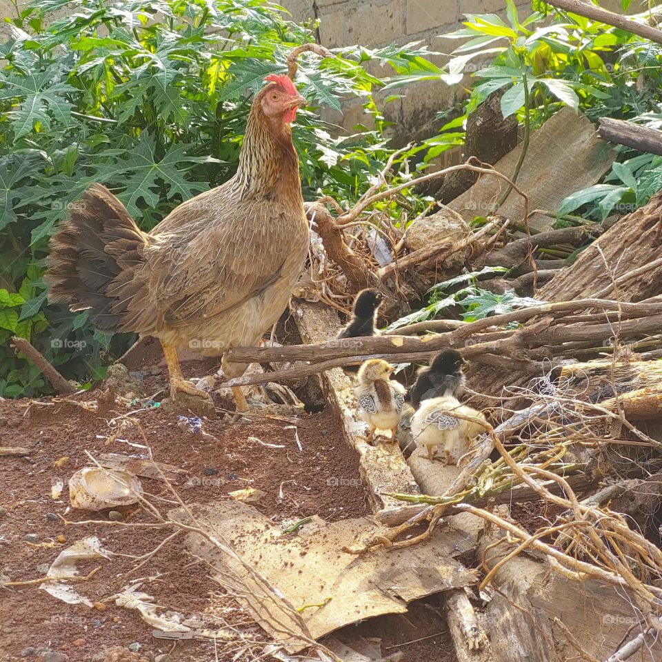 hen and chicks looking for food