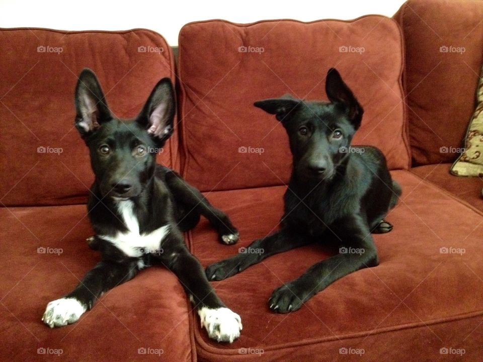 Play. Play time with puppies 