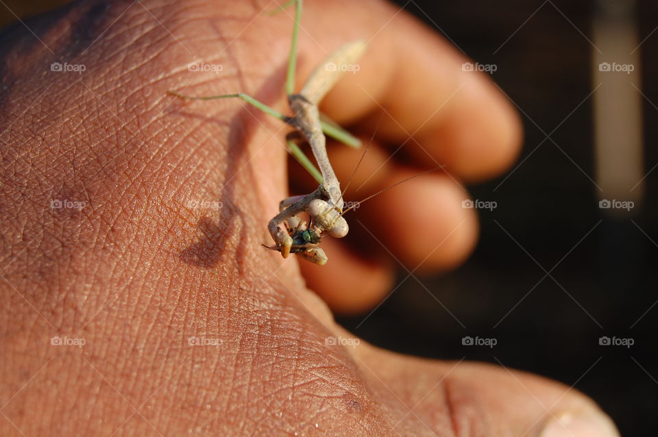 Praying mantis
