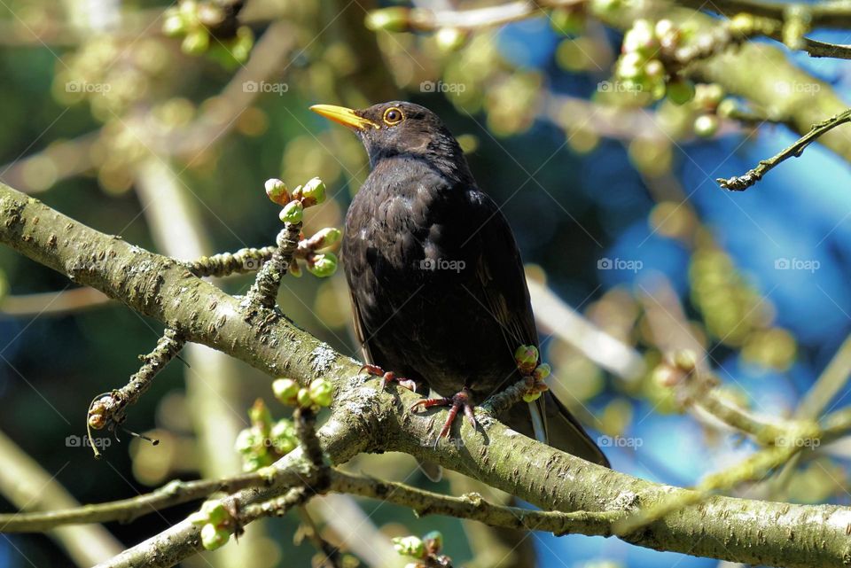 in the cherry tree