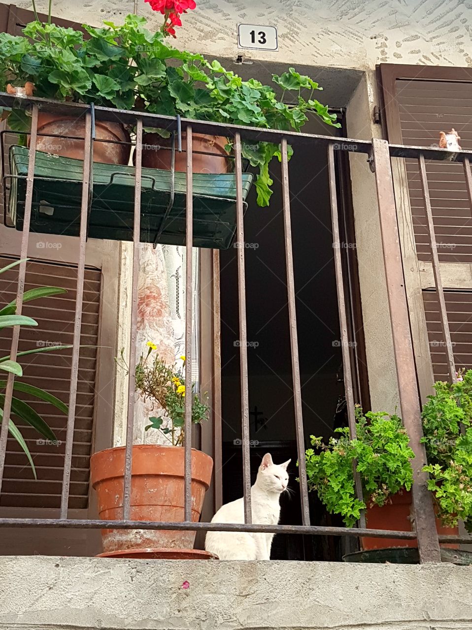 White cat watching around on a balcony with potted plants