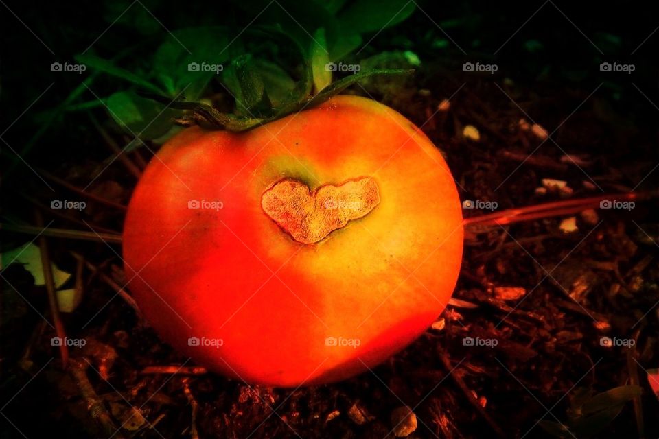 Tomato heart