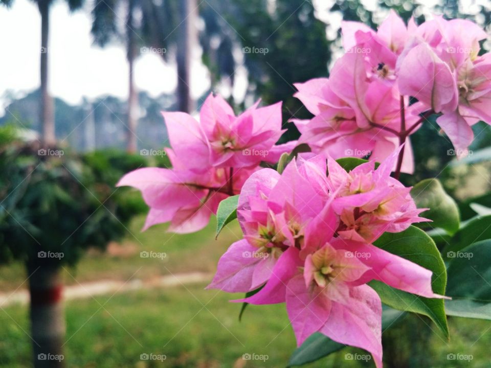pink beauty !! bougainvillea