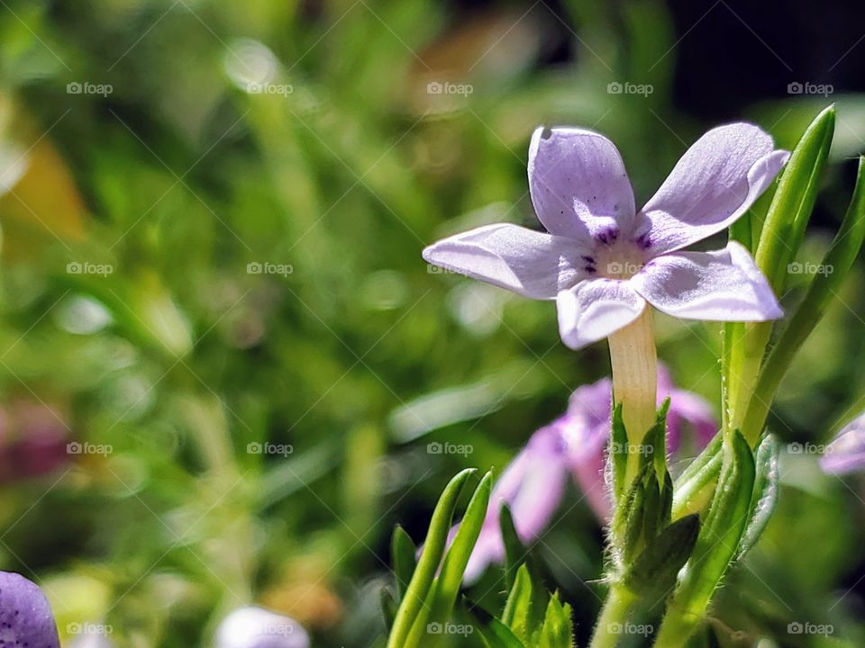 Spring flower light pink bloom on the right with green vegetation as the background