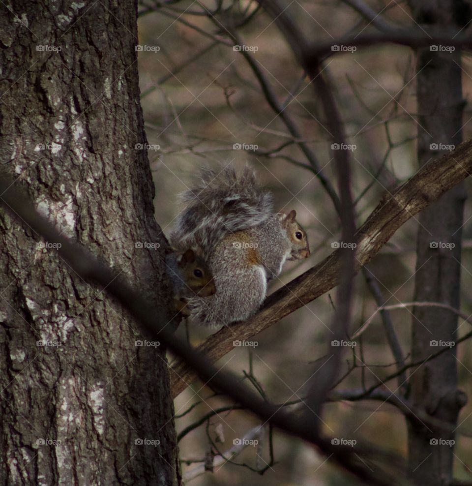 The Eye of the Forest; Two Grey Squirrels coming out of their winter home in a tree. 
