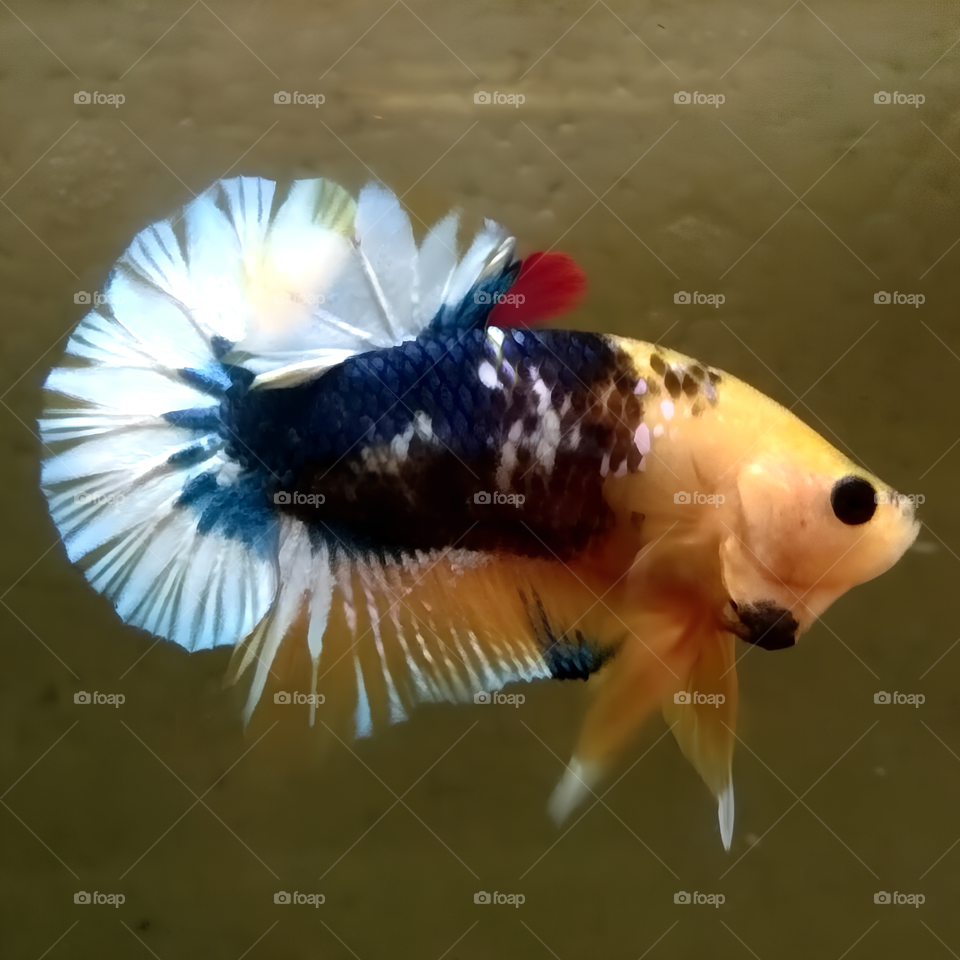 Betta Fish Yellow Fancy