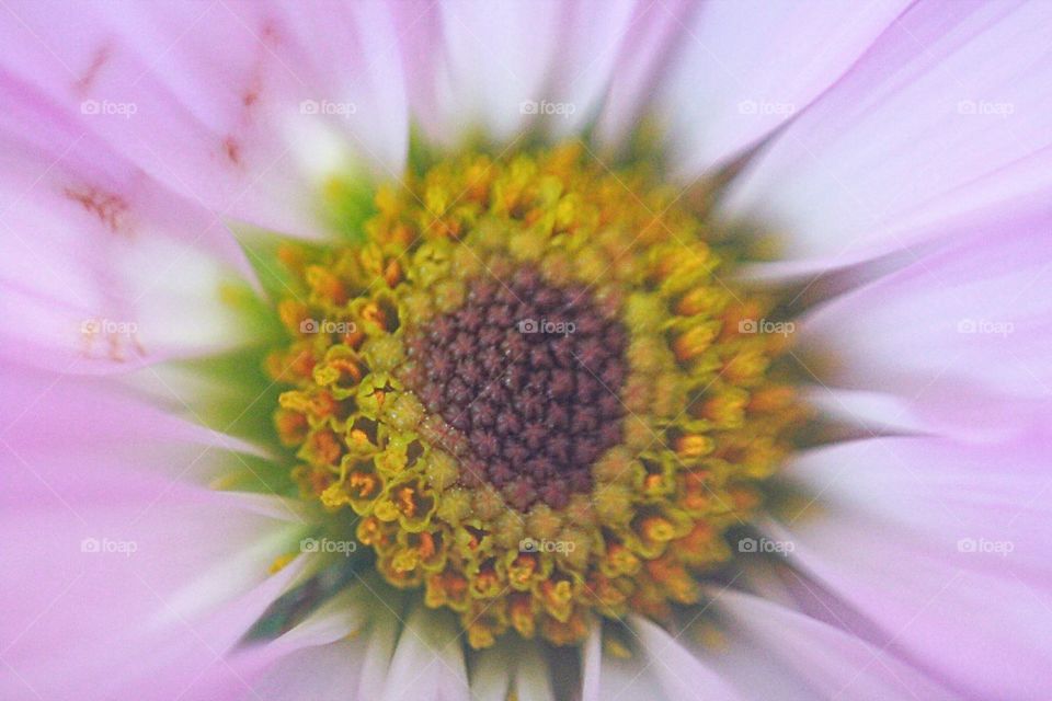 inverted macro of flower