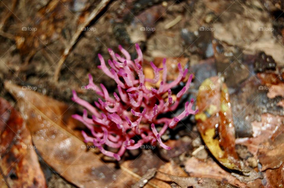 Macro of Pink natural mushroom like coral in the forest 