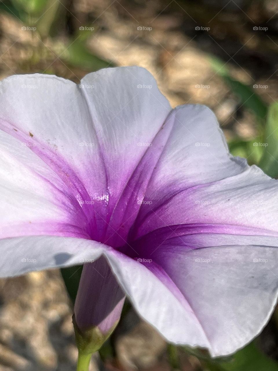 Natural beauty in my garden @ Nakhonsawan province, Morning glory flowers