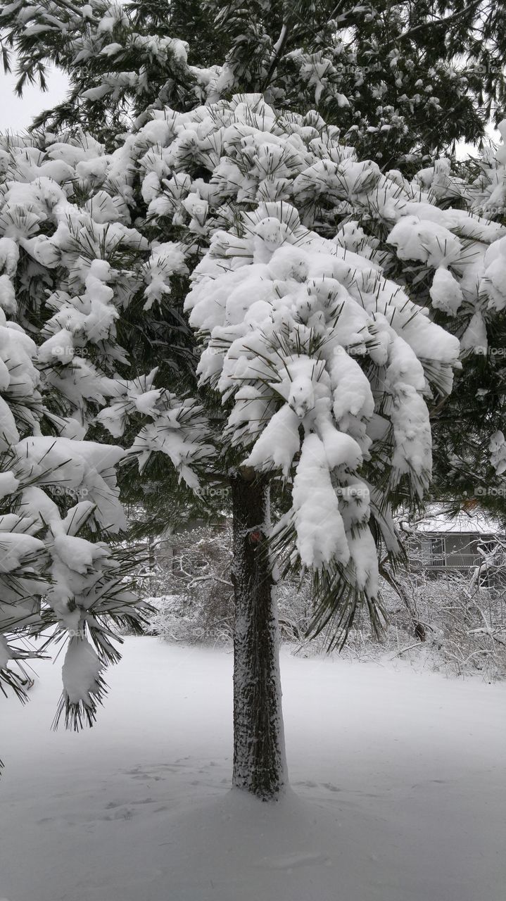 winter pine tree