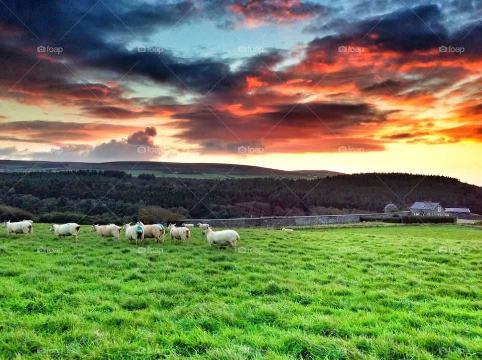 Sunset on a grass field with sheeps