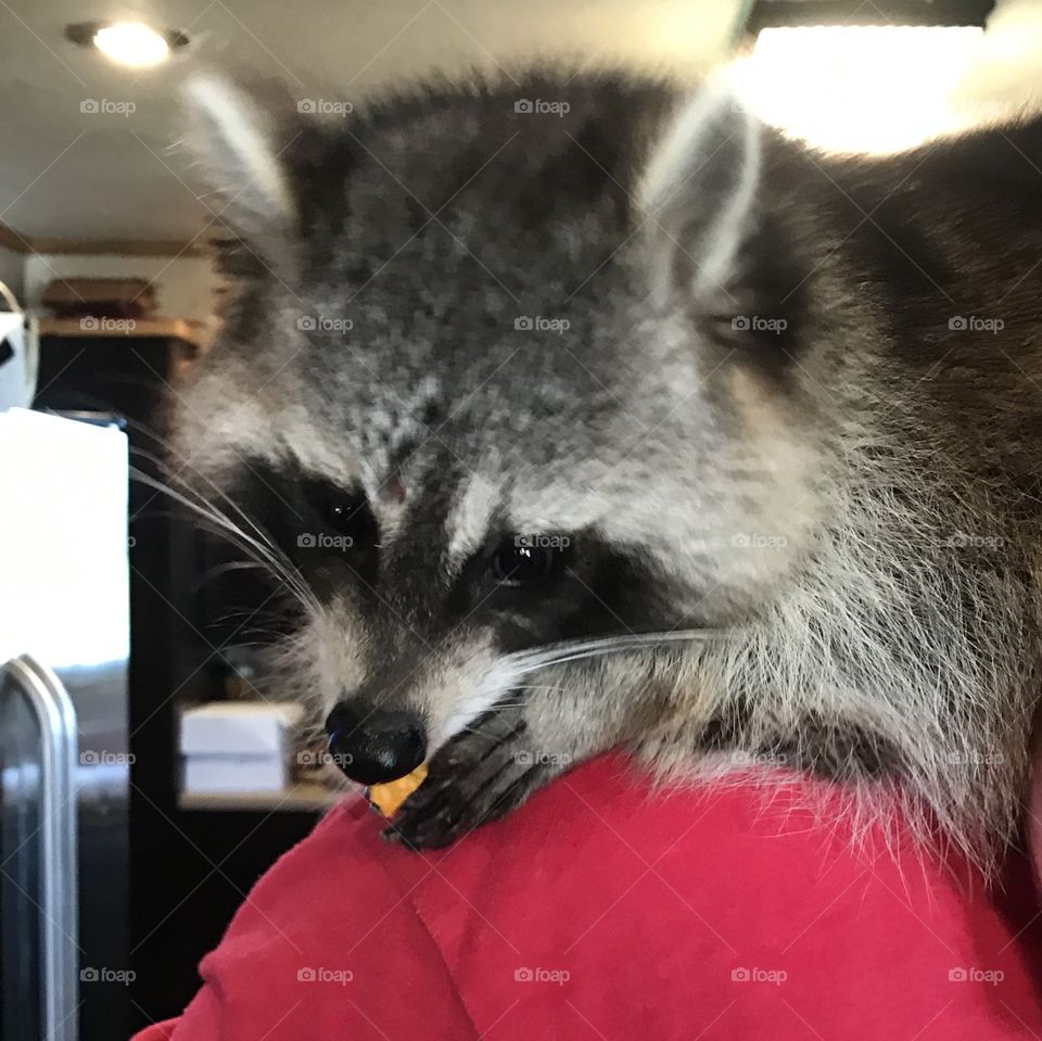 Raccoon perched on a man's shoulders and eating a Dorito