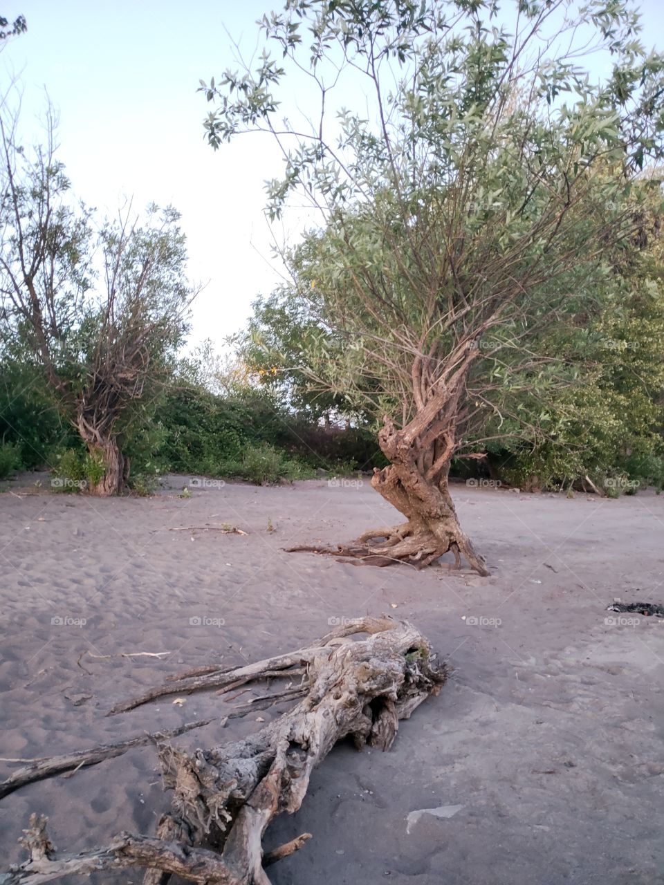 Beach with driftwood and gnarled trees