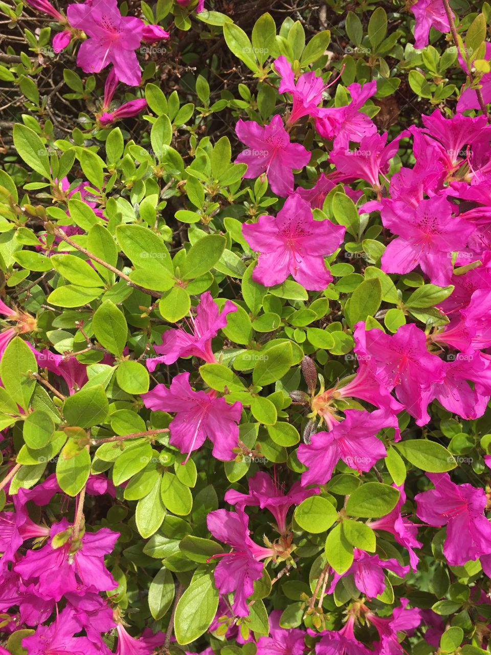 Fresh green azalea