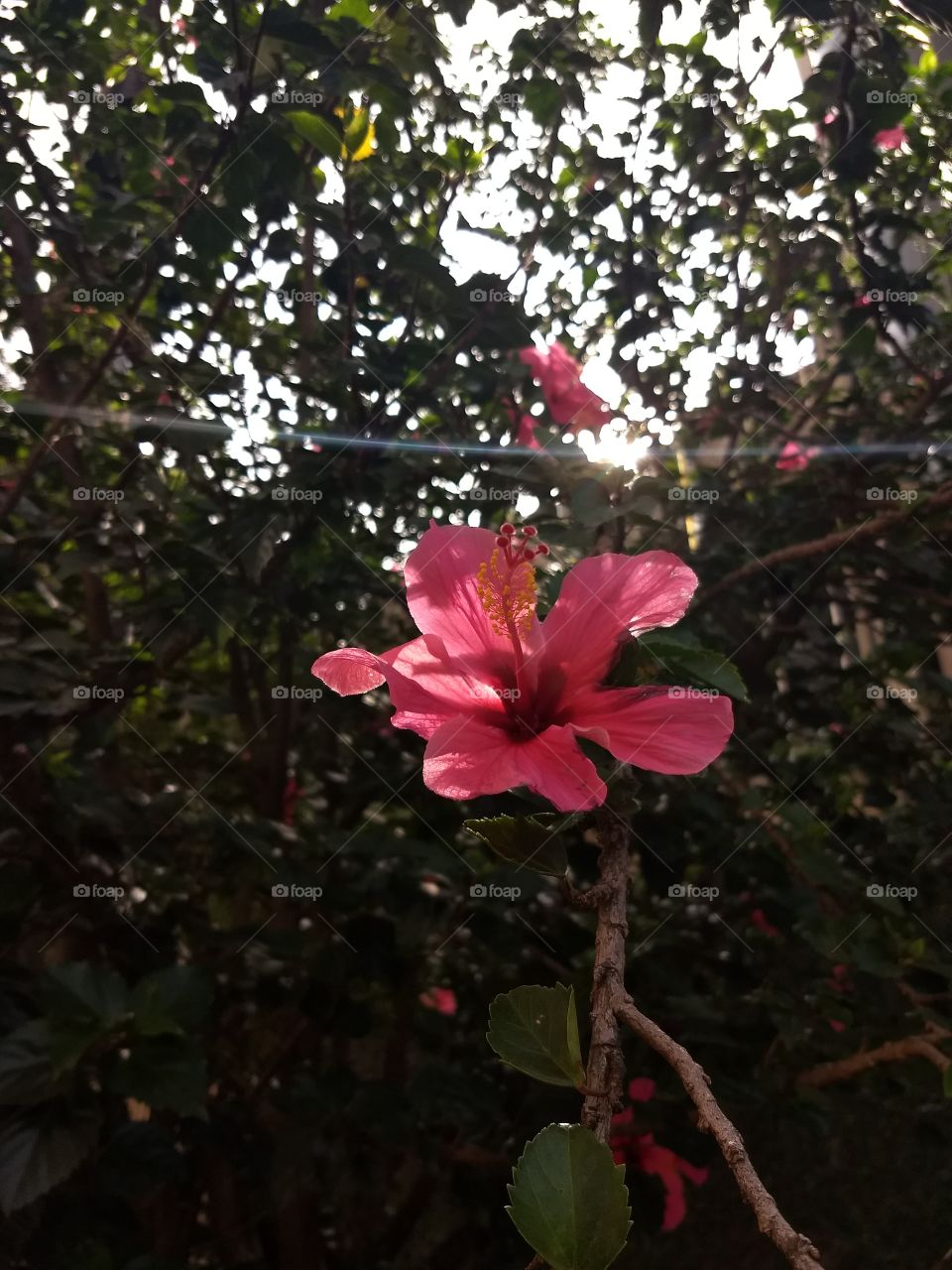 Hibiscus