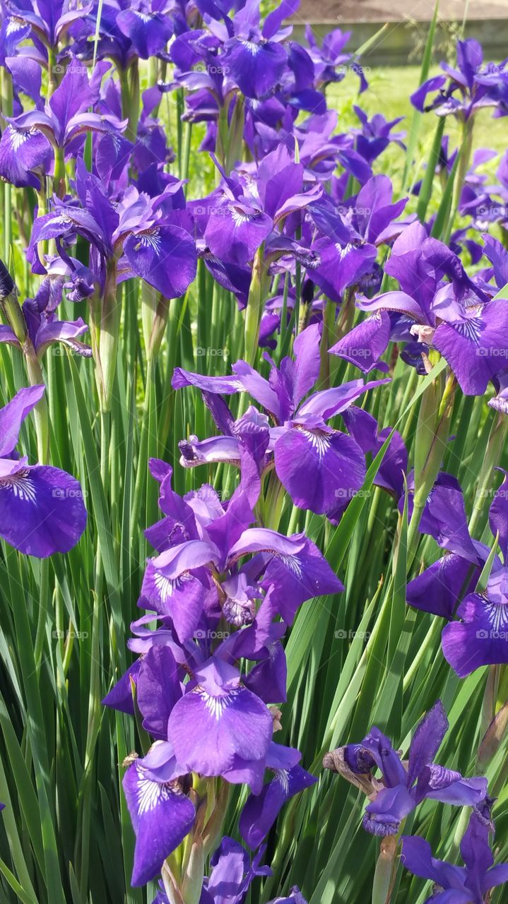 iris in bloom