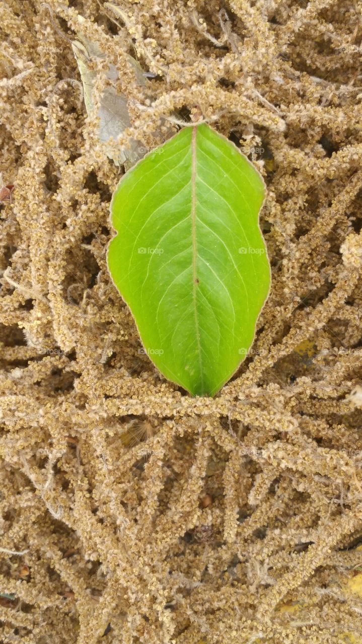 Leaf on Pollen